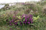 Bell heather on the cliff top at Land's End